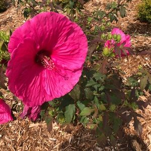 Meet your Posher, Lauran